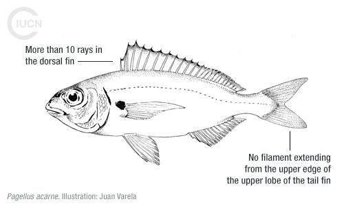 Nemipterus randalli Similar Species (0010) EN