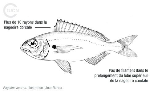 Nemipterus randalli Similar Species (0010) FR