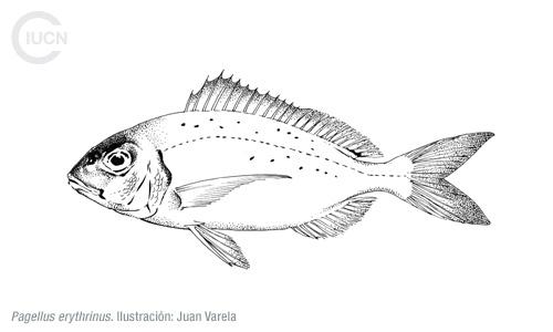 Nemipterus randalli Similar Species (0020) EL