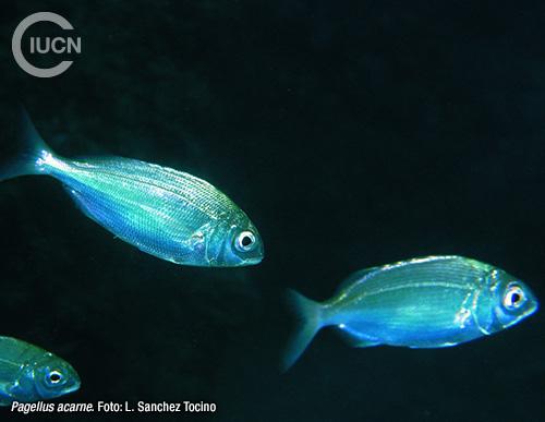 Nemipterus randalli Similar Species (0030) EL