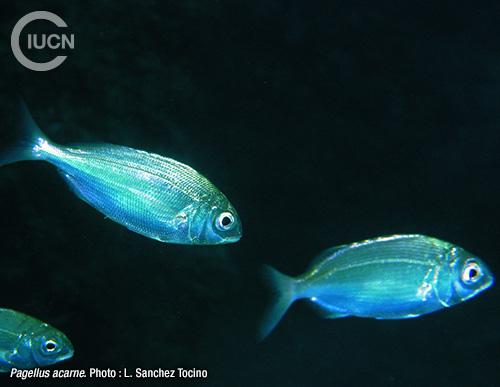 Nemipterus randalli Similar Species (0030) FR