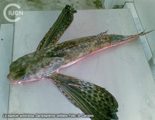 Parexocoetus mento Similar Species (0010) EL