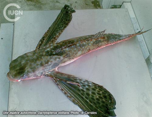 Parexocoetus mento Similar Species (0010) FR