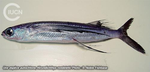 Parexocoetus mento Similar Species (0020) FR