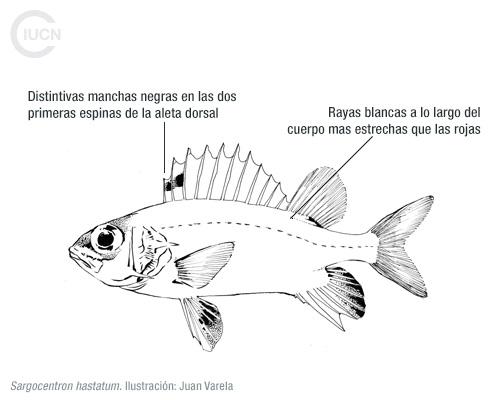 Sargocentron rubrum Similar Species (0010) ES
