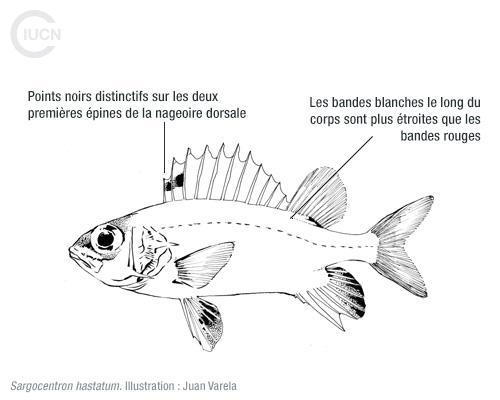 Sargocentron rubrum Similar Species (0010) FR