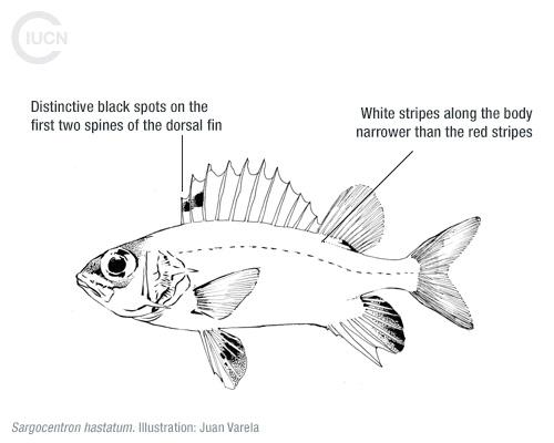 Sargocentron rubrum Similar Species (0010) TR