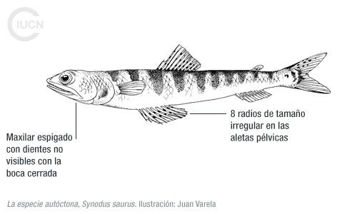 Saurida undosquamis Similar Species (0010) EL