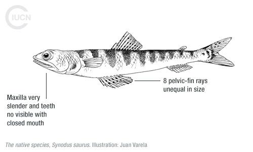 Saurida undosquamis Similar Species (0010) EN