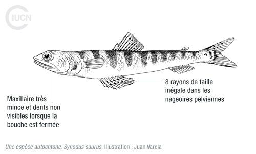 Saurida undosquamis Similar Species (0010) FR