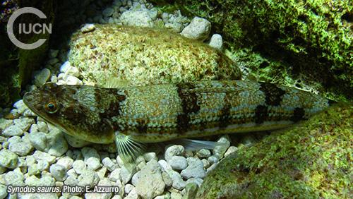 Saurida undosquamis Similar Species (0020) EN