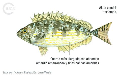 Siganus luridus Similar Species (0010) EL