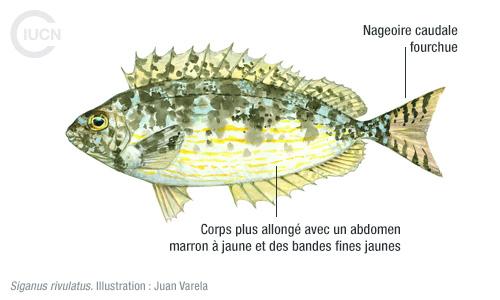 Siganus luridus Similar Species (0010) FR