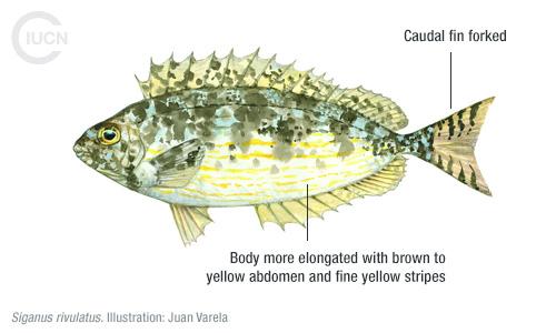 Siganus luridus Similar Species (0010) TR