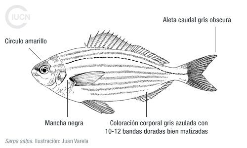 Siganus luridus Similar Species (0020) ES
