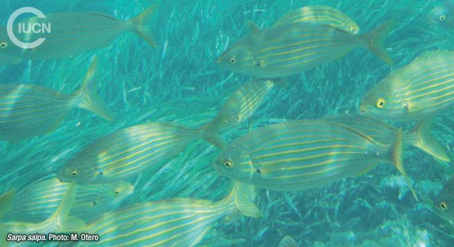 Siganus luridus Similar Species (0030) TR