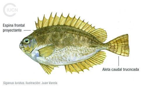 Siganus rivulatus Similar Species (0020) ES