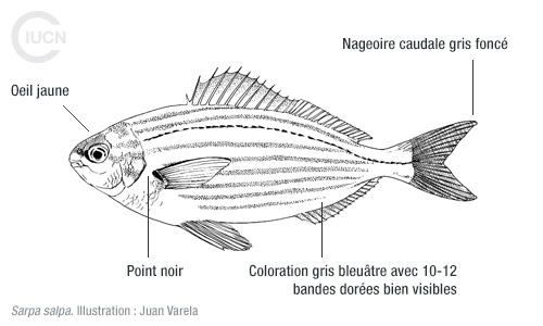 Siganus rivulatus Similar Species (0030) FR
