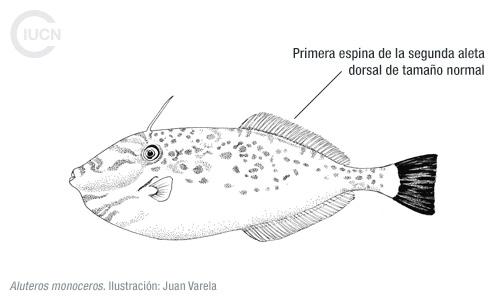 Stephanolepis diaspros Similar Species (0010) EL