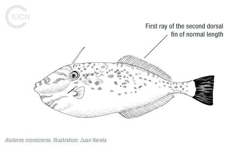 Stephanolepis diaspros Similar Species (0010) EN