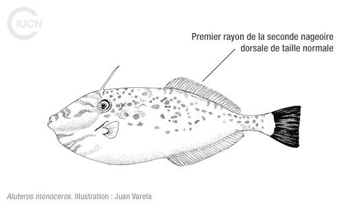 Stephanolepis diaspros Similar Species (0010) FR
