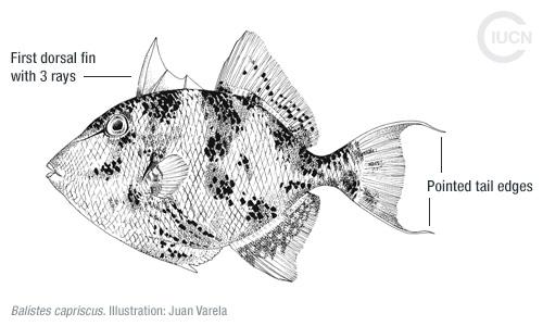 Stephanolepis diaspros Similar Species (0020) EN