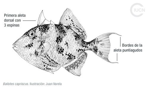 Stephanolepis diaspros Similar Species (0020) ES