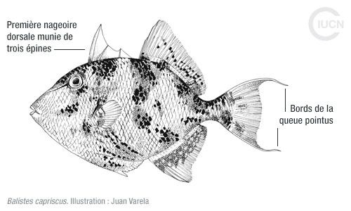 Stephanolepis diaspros Similar Species (0020) FR