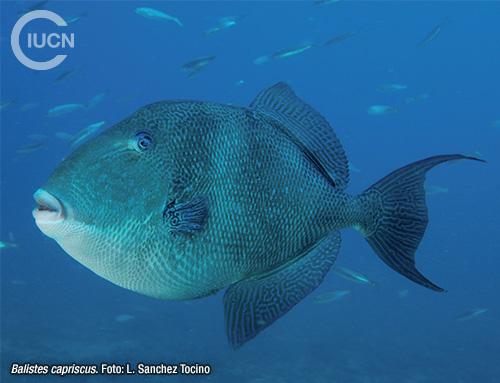 Stephanolepis diaspros Similar Species (0030) ES