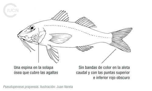 Upeneus molluccensis Similar Species (0010) EL