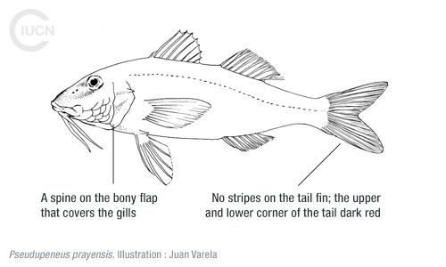 Upeneus molluccensis Similar Species (0010) FR