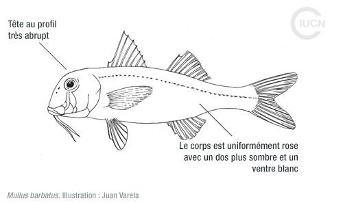 Upeneus molluccensis Similar Species (0020) FR