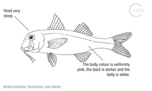 Upeneus molluccensis Similar Species (0020) TR