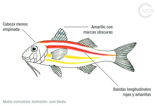 Upeneus pori Similar Species (0010) EL