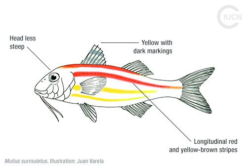 Upeneus pori Similar Species (0010) EN