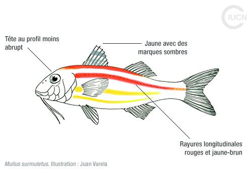 Upeneus pori Similar Species (0010) FR