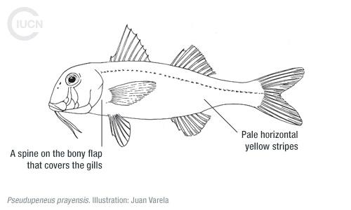 Upeneus pori Similar Species (0020) EN