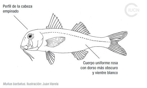 Upeneus pori Similar Species (0020) ES