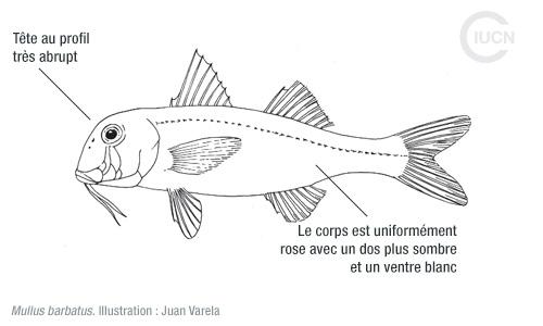 Upeneus pori Similar Species (0020) FR