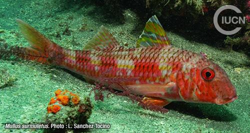 Upeneus pori Similar Species (0030) FR