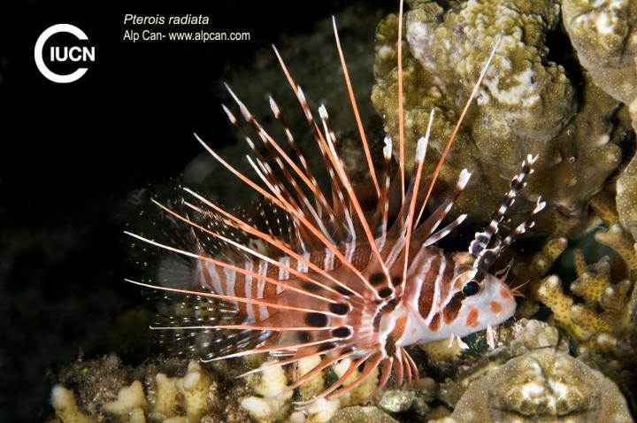 Pterois miles Similar Species (0010) ES