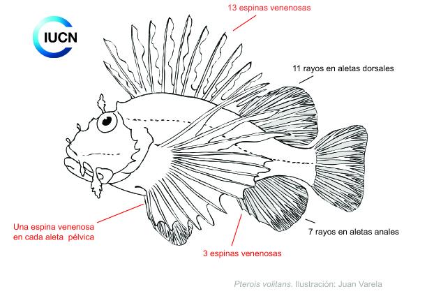 Pterois miles Similar Species (0020) EL