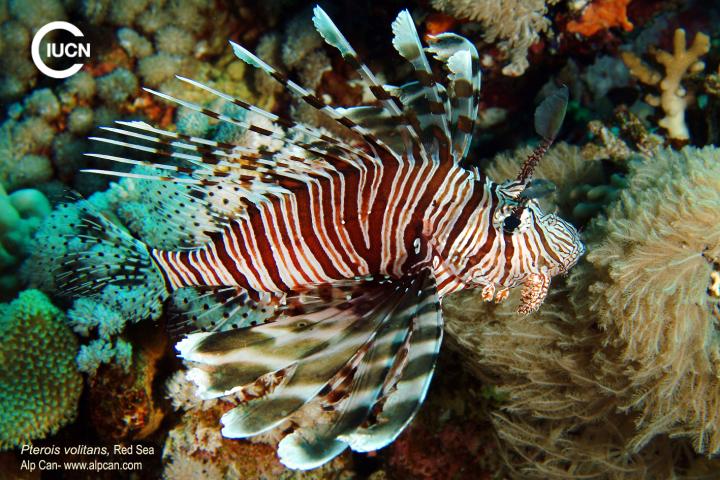 Pterois miles Similar Species (0030) ES