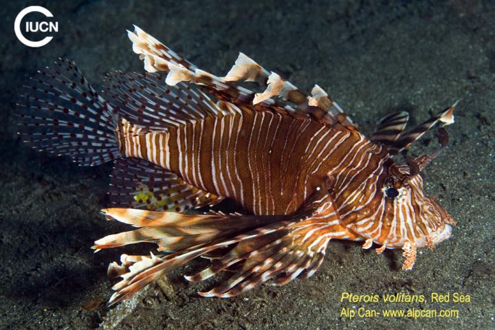 Pterois miles Similar Species (0040) ES