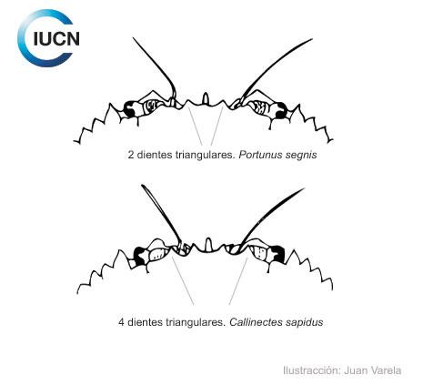 Portunus segnis Similar Species (0010) EL