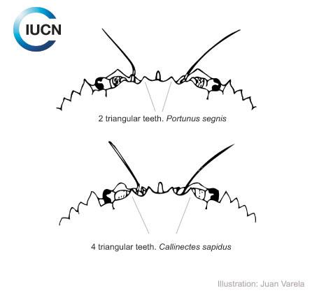 Portunus segnis Similar Species (0010) TR