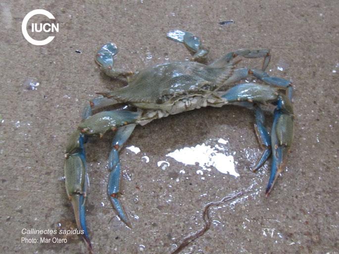 Portunus segnis Similar Species (0030) EL