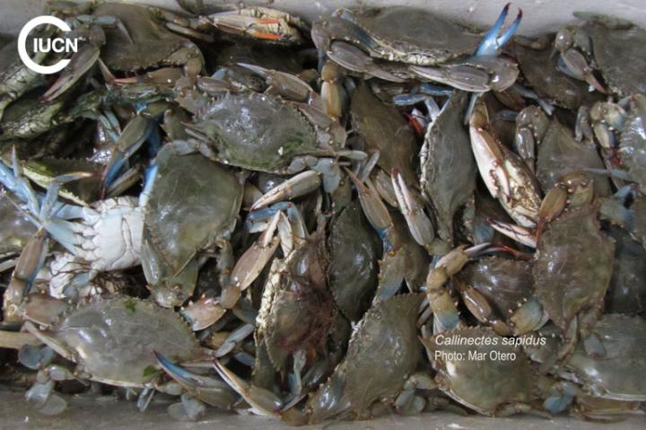 Portunus segnis Similar Species (0040) EL