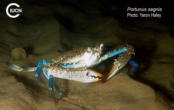 Callinectes sapidus Similar Species (0020) EL