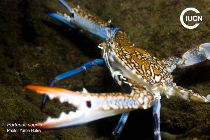 Callinectes sapidus Similar Species (0030) ES